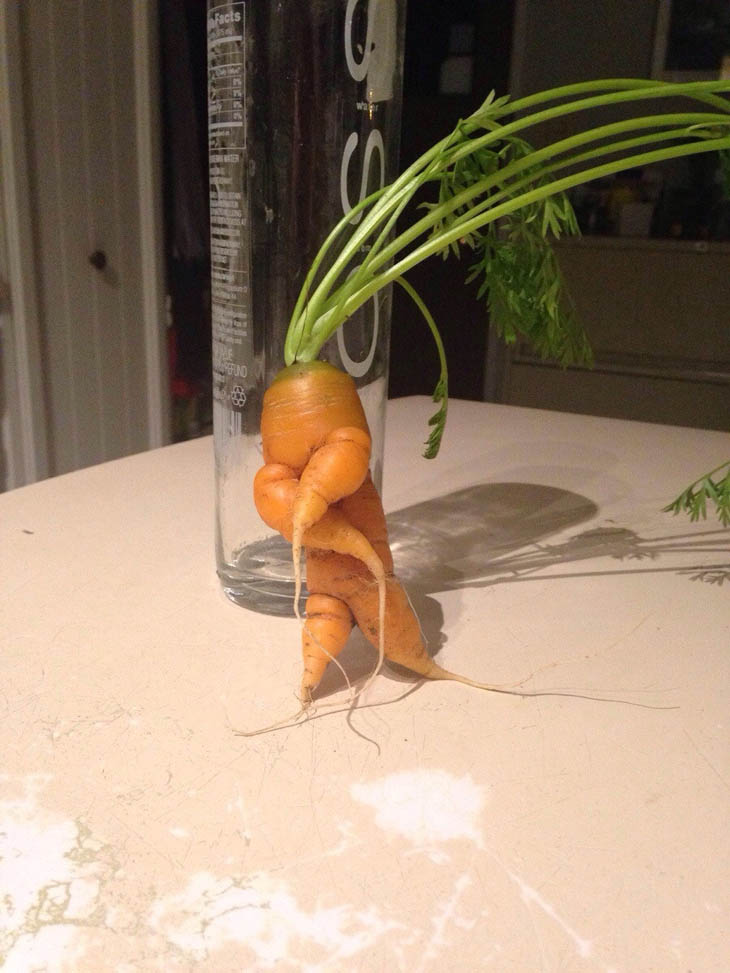 A Carrot Bustin A Move
