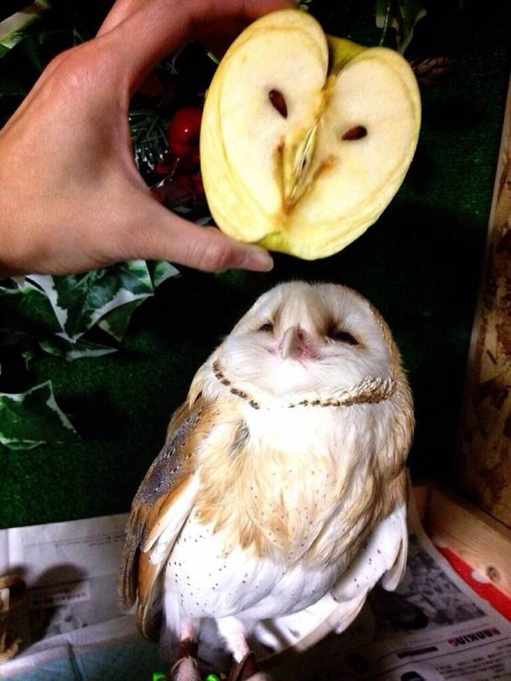 Owl Faced Apple