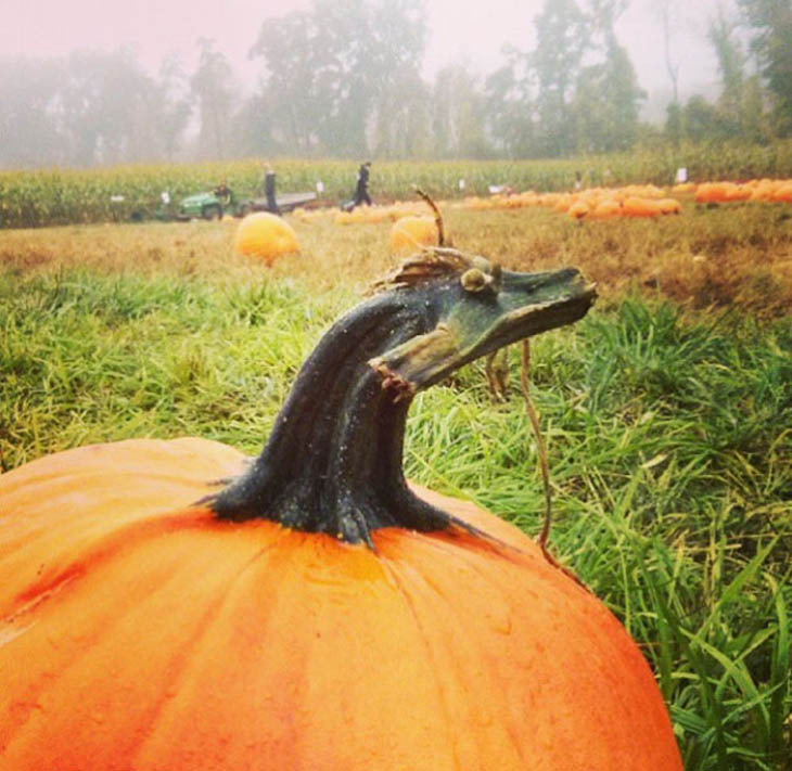 This Pumpkin Stem Looks Like A Dragon!