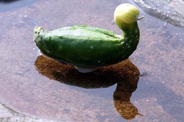 This Cucumber Looks Like Duck