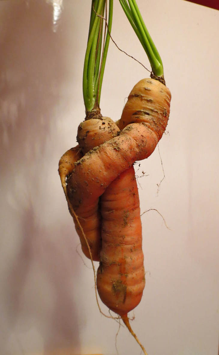Carrots In Love