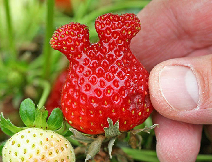 Strawberry Looks Like Mickey Mouse