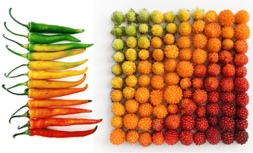 These Are The Most Satisfying Arrangements Of Natural Food and Objects You’ve Ever Seen.