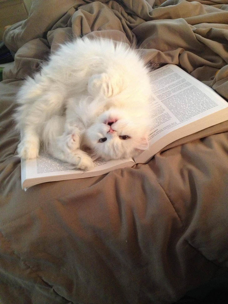 Finds that books make the most comfortable beds.