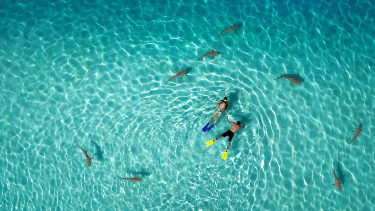 Snorkeling with sharks