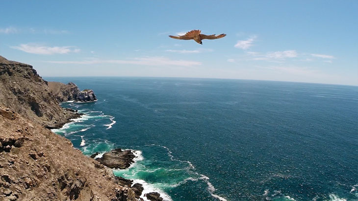 Peregrine falcon flying in the Pacific Ocean in Baja California Sur.