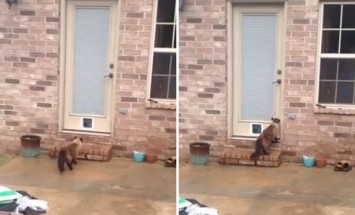 He Wasted 90 Minutes Installing A New Cat Door… And This Is How It Ends!