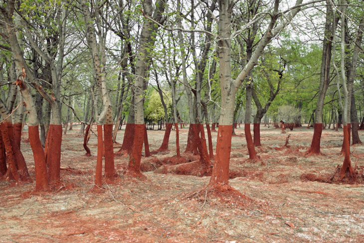 This is the aftermath of a 2010 toxic waste spill in Western Hungary.