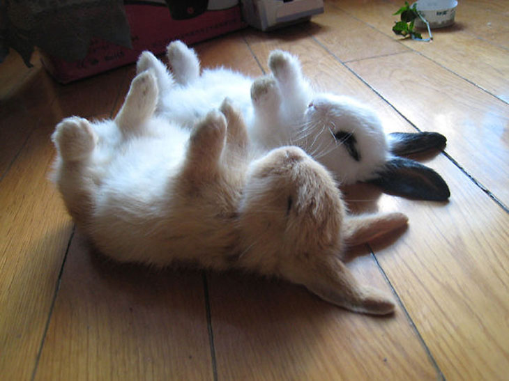 Cute Sleepy Bunnies