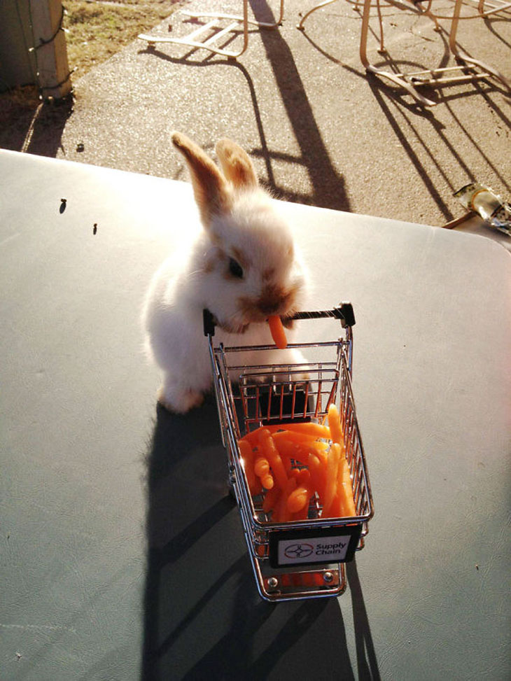 Bunny With A Tiny Cart Of Carrots