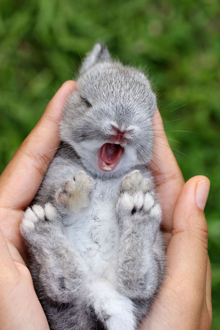 New Born Bunny