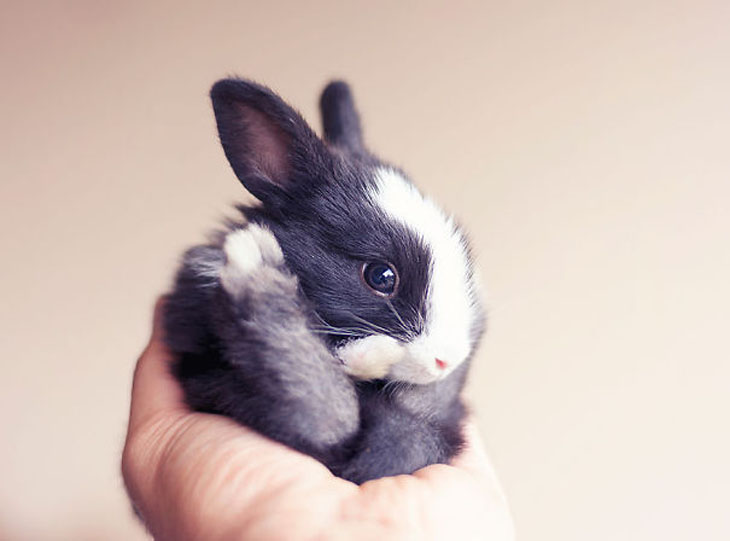 Cute Bunny