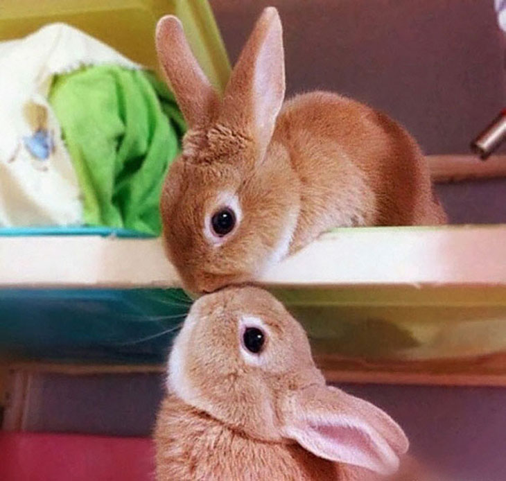 Bunny Kiss