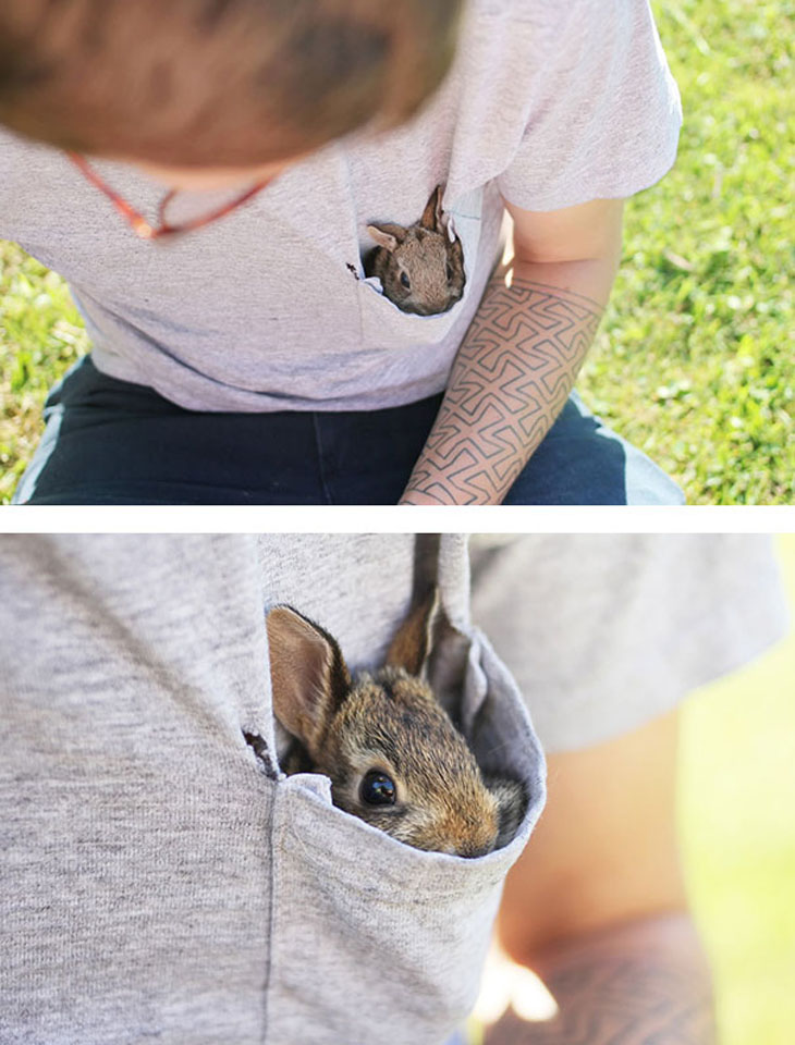 Pocket Bunny