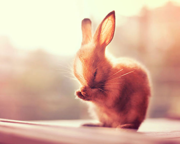 Real sweet bunny