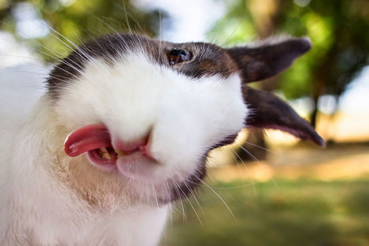 Cute Bunny With His Little Pink Tongue