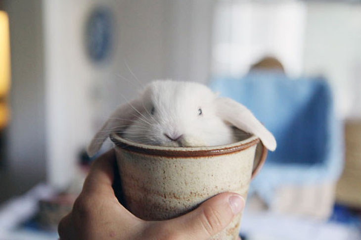 Cute Bunny In Cup