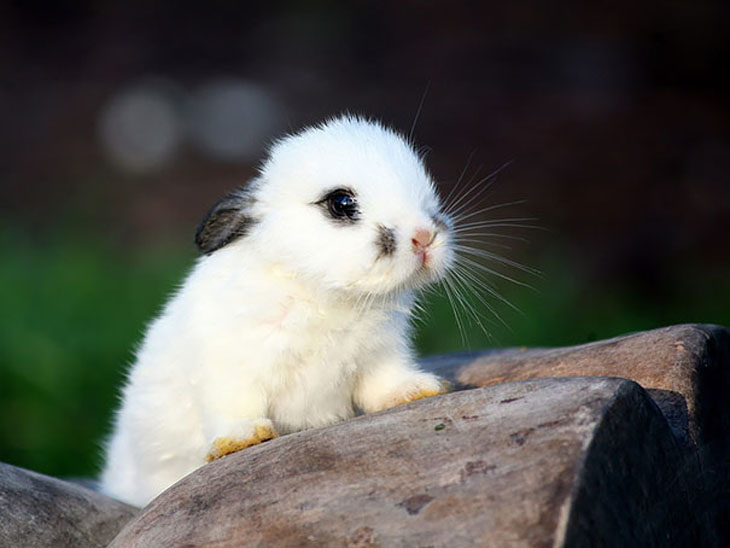 Cute Bunny