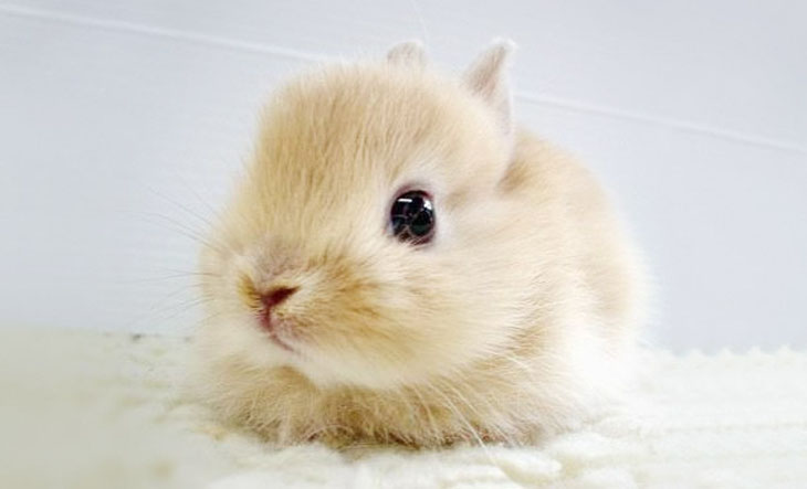 Baby Bunny