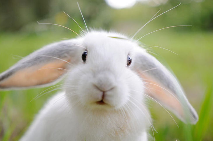 Portrait Of Lop Eared Rabbit