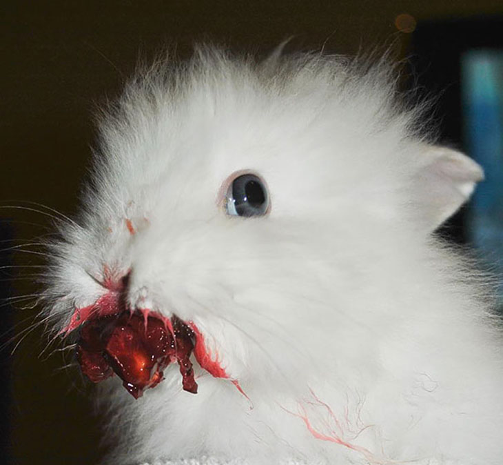 Bunny Eating Cherries