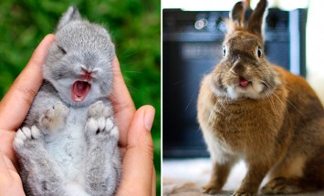 35 Of The Cutest Bunny Rabbits Ever. #19 Is Cuteness Overload!