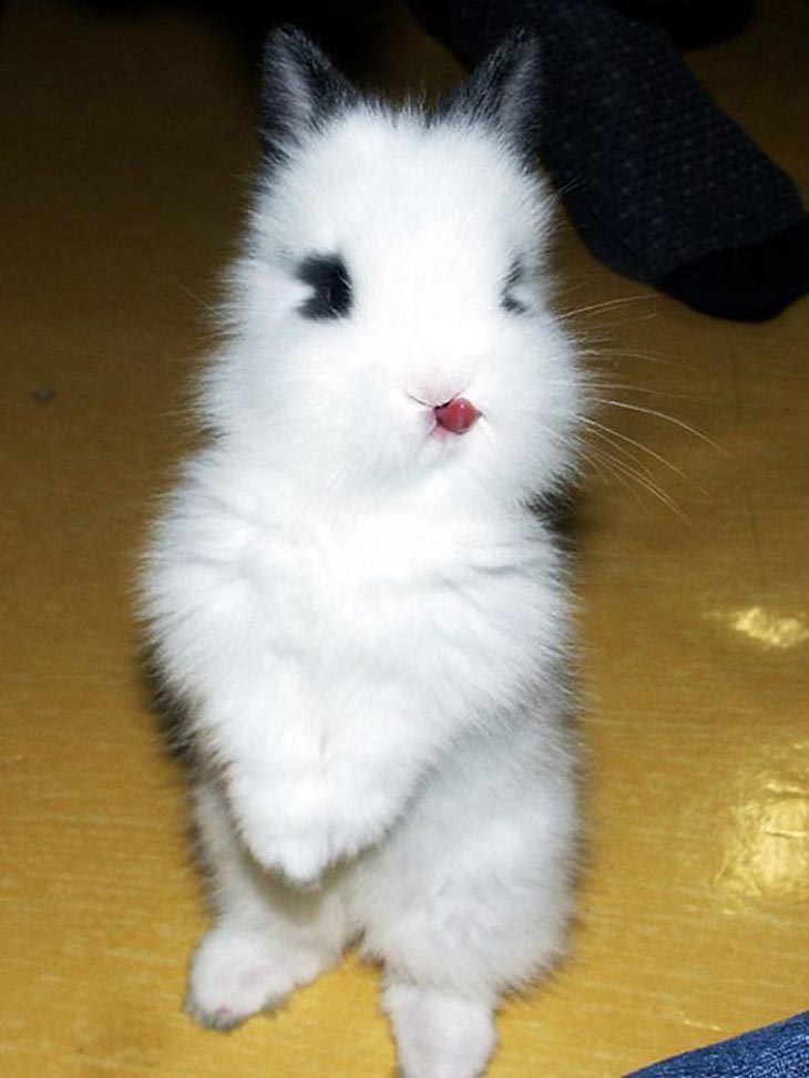 35 Of The Cutest Bunny Rabbits Are Cuteness Overload