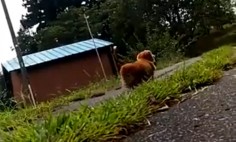 He Suddenly Collapsed On The Road To Check His Dog’s Reaction… It’s Heartbreaking!