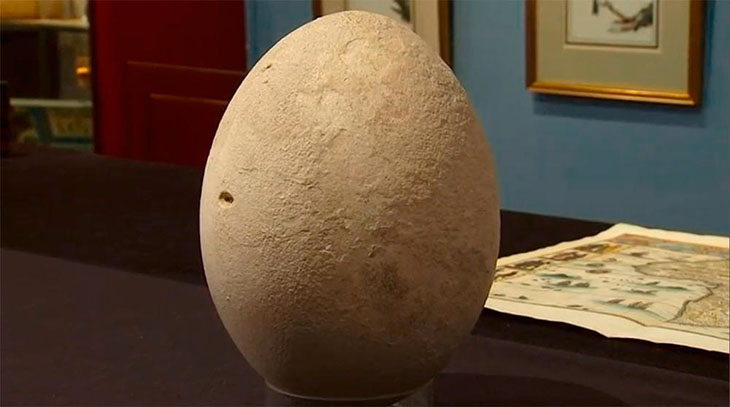 This giant elephant bird egg