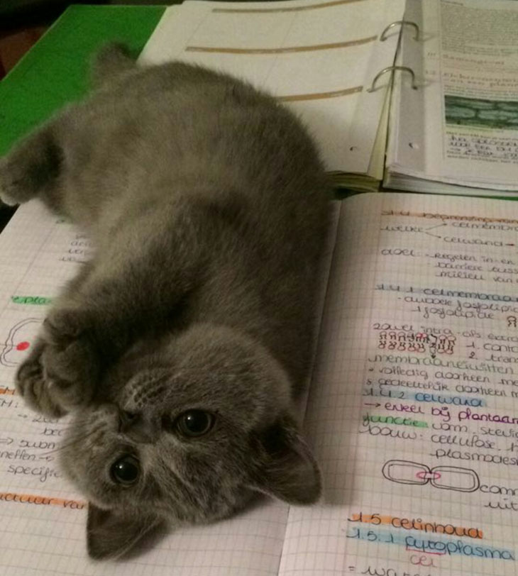 You No Study, You Play With Pebbles