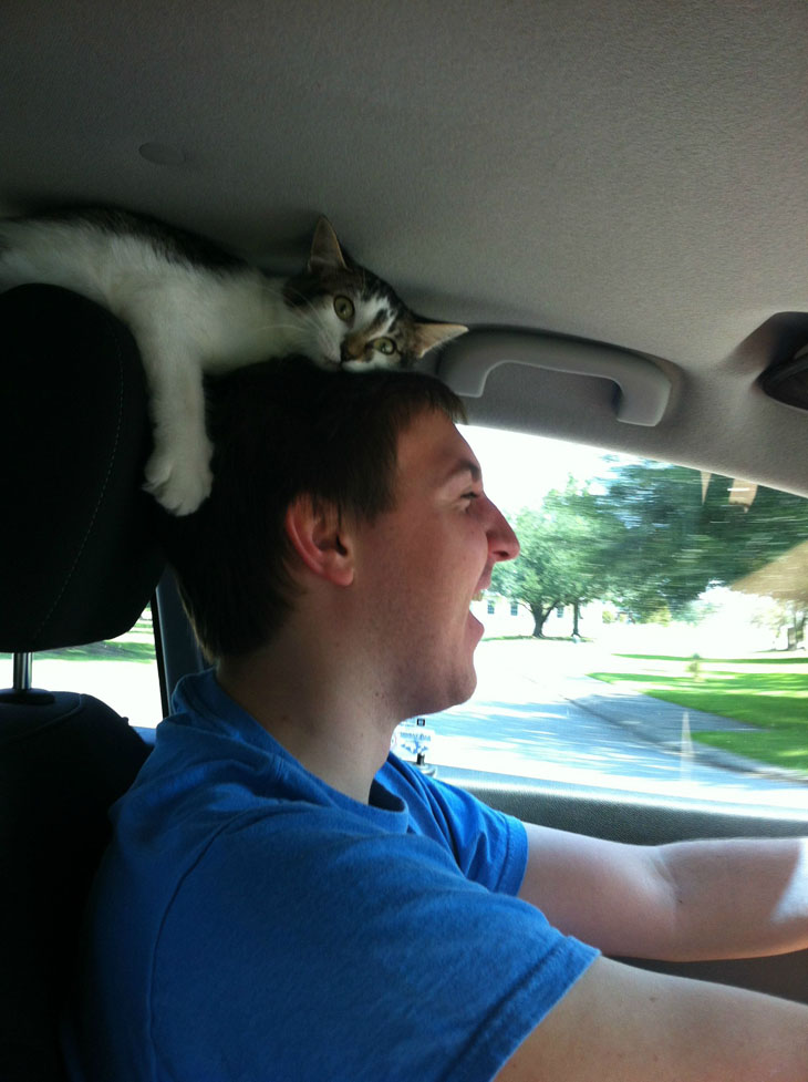 This Is How My Kitten Likes To Ride In The Car