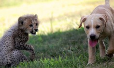 Horse And Grass Can’t Be Friend, But Cheetah And Dog Totally Can! Watch This!