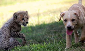 Horse And Grass Can’t Be Friend, But Cheetah And Dog Totally Can! Watch This!