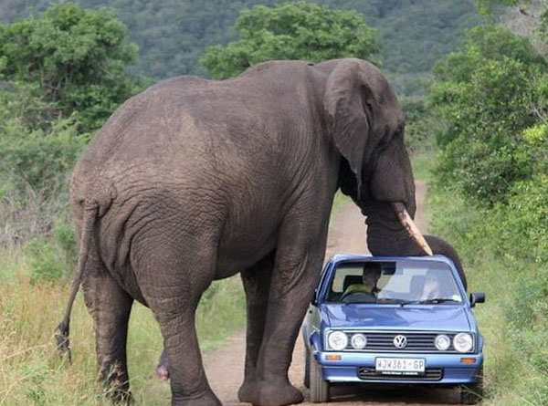 The tourists who just wanted to see the elephants.