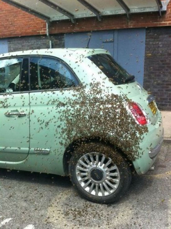 The guy whose car became a hive on wheels.