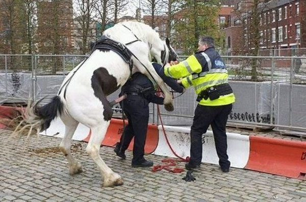 The police officer whose horse turned on him.