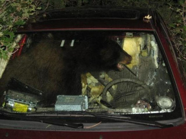 The bear who made your car a home.