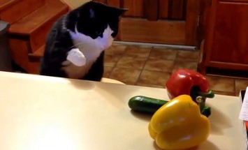 Cats Are Afraid Of Cucumbers… Here’s The Funny Proof!