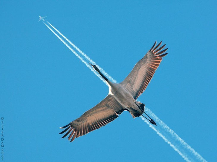 The bird flying directly below a plane.