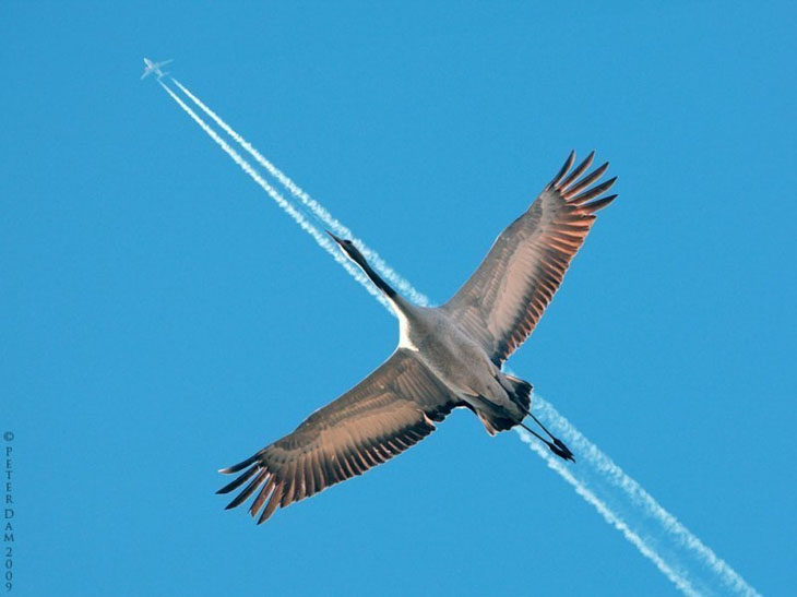 The bird flying directly below a plane.