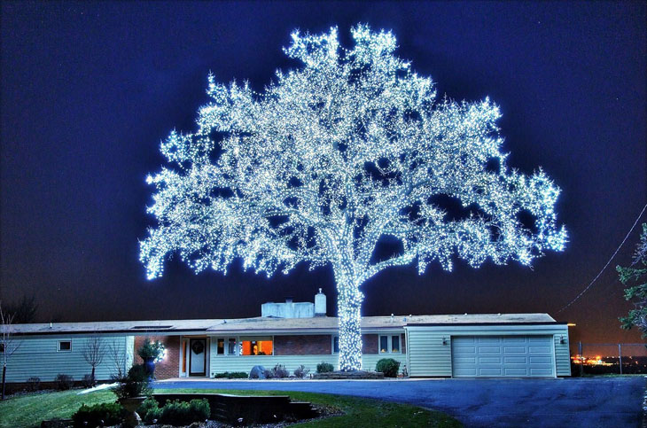 40,000 LEDs and The perfect tree.