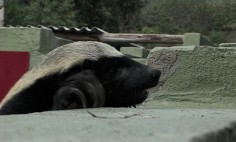 This Houdini Honey Badger Will Make Your Jaw Drop. Never Knew How Smart They Are!