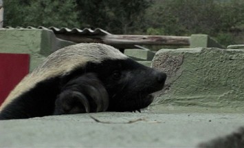 This Houdini Honey Badger Will Make Your Jaw Drop. Never Knew How Smart They Are!