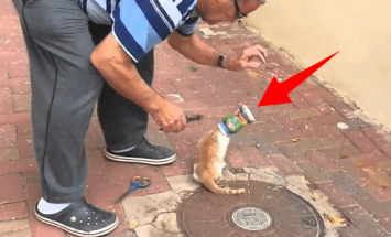 Rescuing A Cat Stuck In A Can Makes Me Laugh. Is It OK? Watch And Decide!