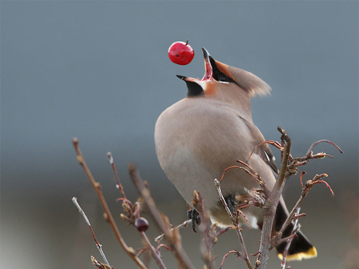 Most Unexpected Perfectly Timed Photos