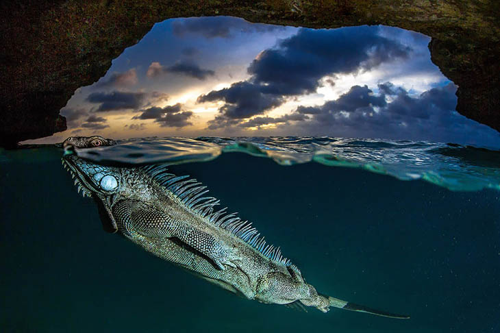 Unexpected Underwater Encounter With A Green Iguana