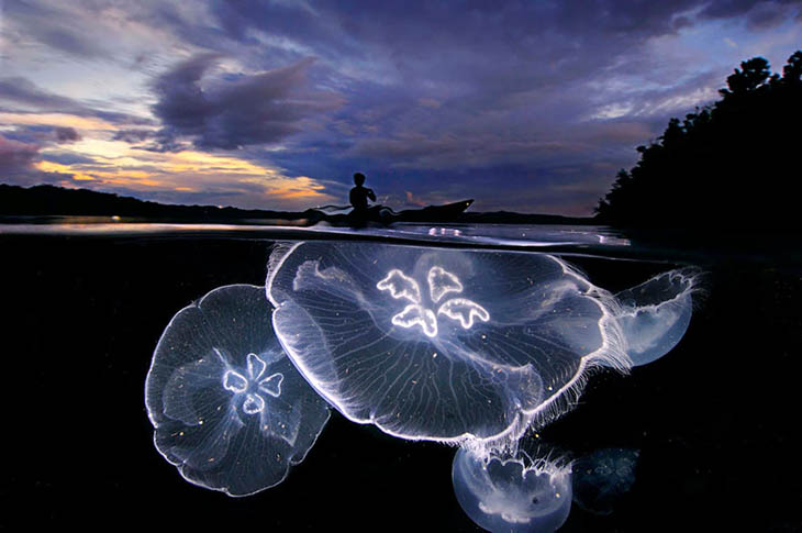 Jellyfish