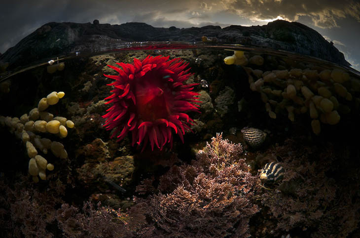 Ocean Rose: Bass Point, Nsw Australia