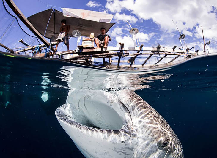 Interaction Between Whale Sharks And Local Fishermen In Papua Indonesia
