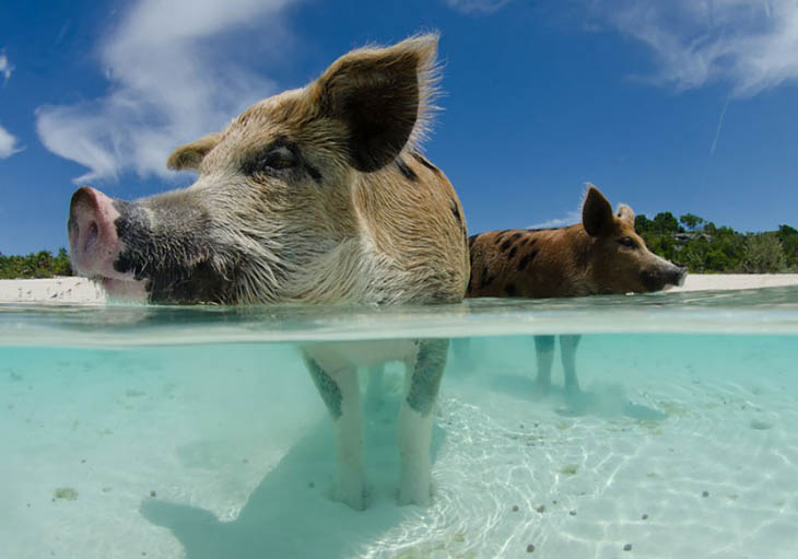 Pigs In Paradise